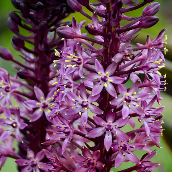'African Night' Pineapple Lily (Eucomis) - Image 2