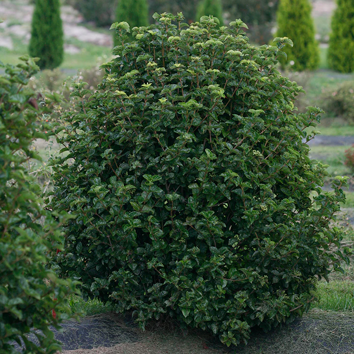 All That Glows® Arrowwood Viburnum - Image 2