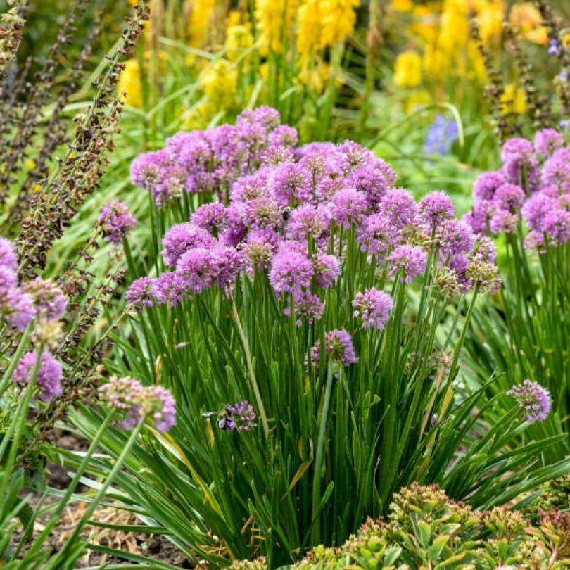 'All The Buzz' Allium