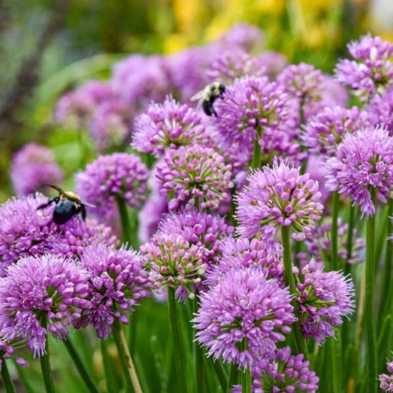 'All The Buzz' Allium - Image 2
