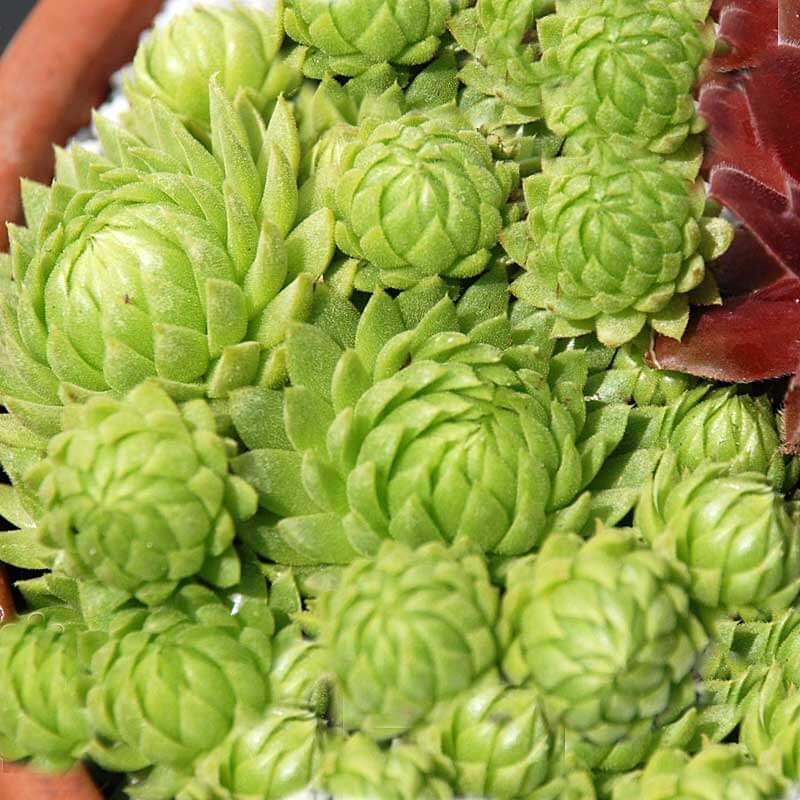 'Allionii' Hens & Chicks