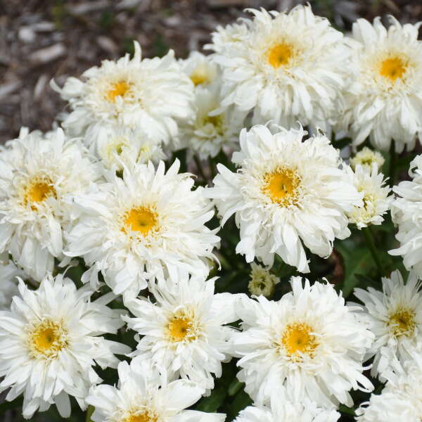 Amazing Daisies® 'Marshmallow' Shasta Daisy (Leucanthemum)