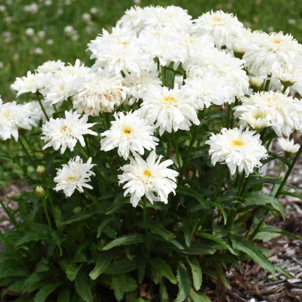 Amazing Daisies® 'Marshmallow' Shasta Daisy (Leucanthemum) - Image 2