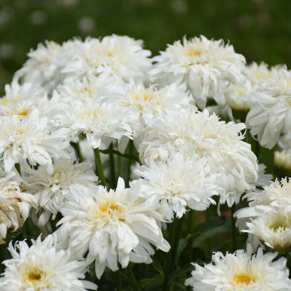Amazing Daisies® 'Marshmallow' Shasta Daisy (Leucanthemum) - Image 3