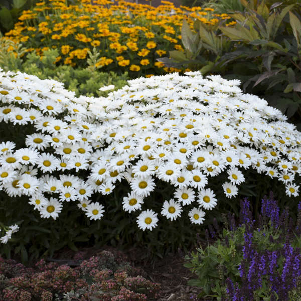 Amazing Daisies® Daisy May® Shasta Daisy (Leucanthemum) - Image 3