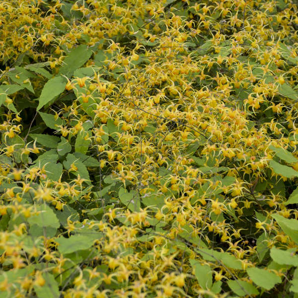 'Amber Queen' Barrenwort (Epimedium) - Image 3