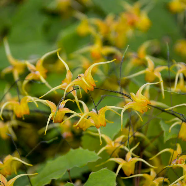 'Amber Queen' Barrenwort (Epimedium) - Image 4