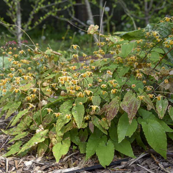 'Amber Queen' Barrenwort (Epimedium) - Image 5
