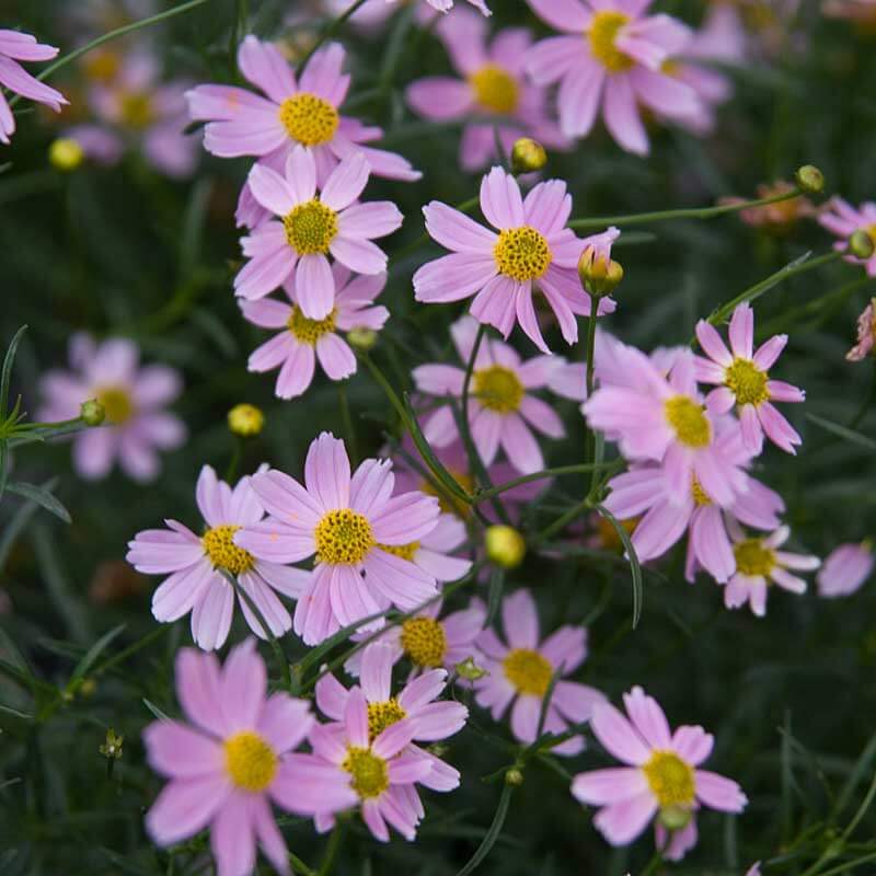 'American Dream' Tickseed (Coreopsis) - Image 2