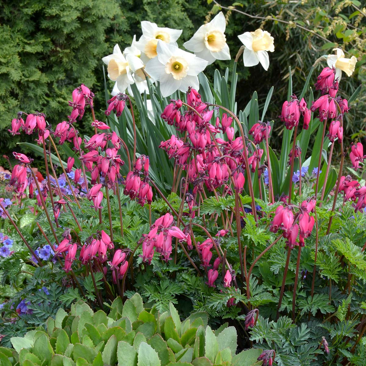 'Amore Rose' Bleeding Heart (Dicentra)