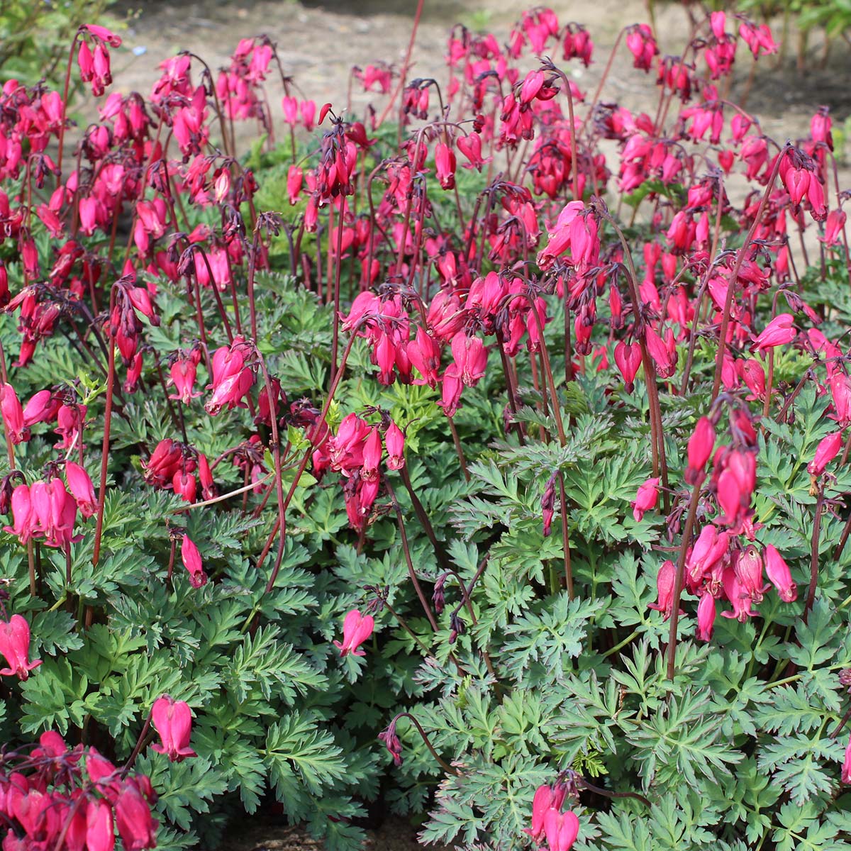 'Amore Rose' Bleeding Heart (Dicentra) - Image 4