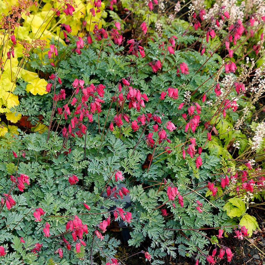 'Amore Rose' Bleeding Heart (Dicentra) - Image 5