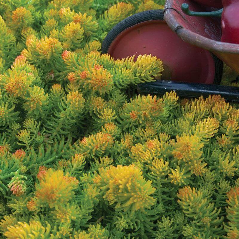 'Angelina' Stonecrop (Sedum) - Image 2