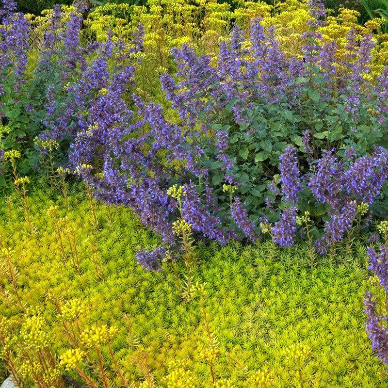 'Angelina' Stonecrop (Sedum) - Image 3