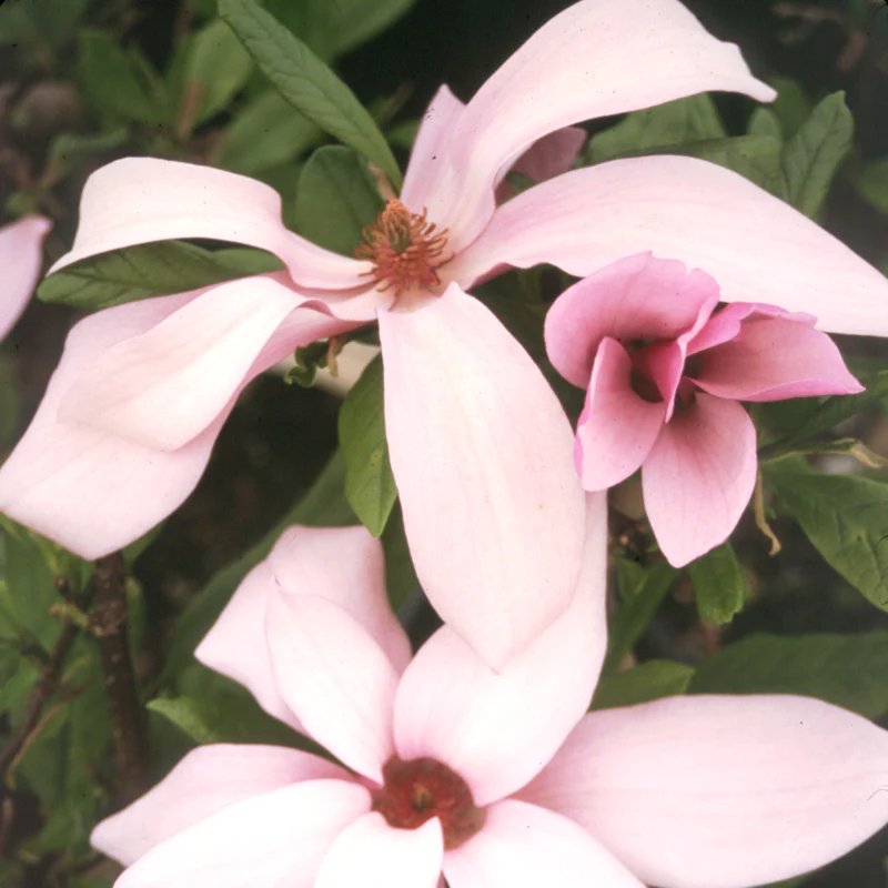 'Ann' Magnolia