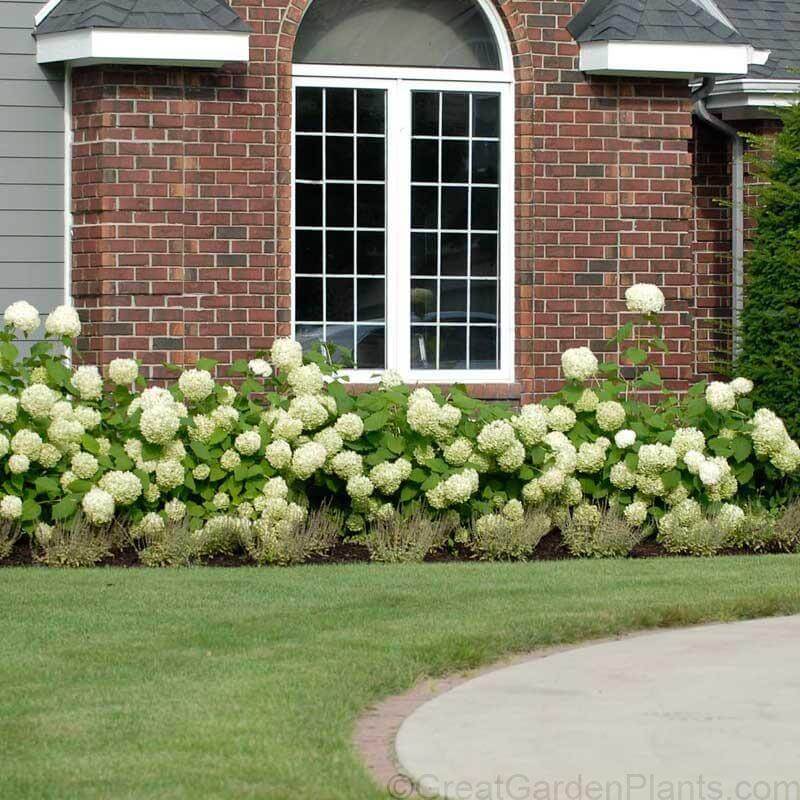 'Annabelle' Smooth Hydrangea - Image 2