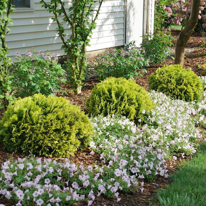 Anna's Magic Ball® Arborvitae (Thuja)