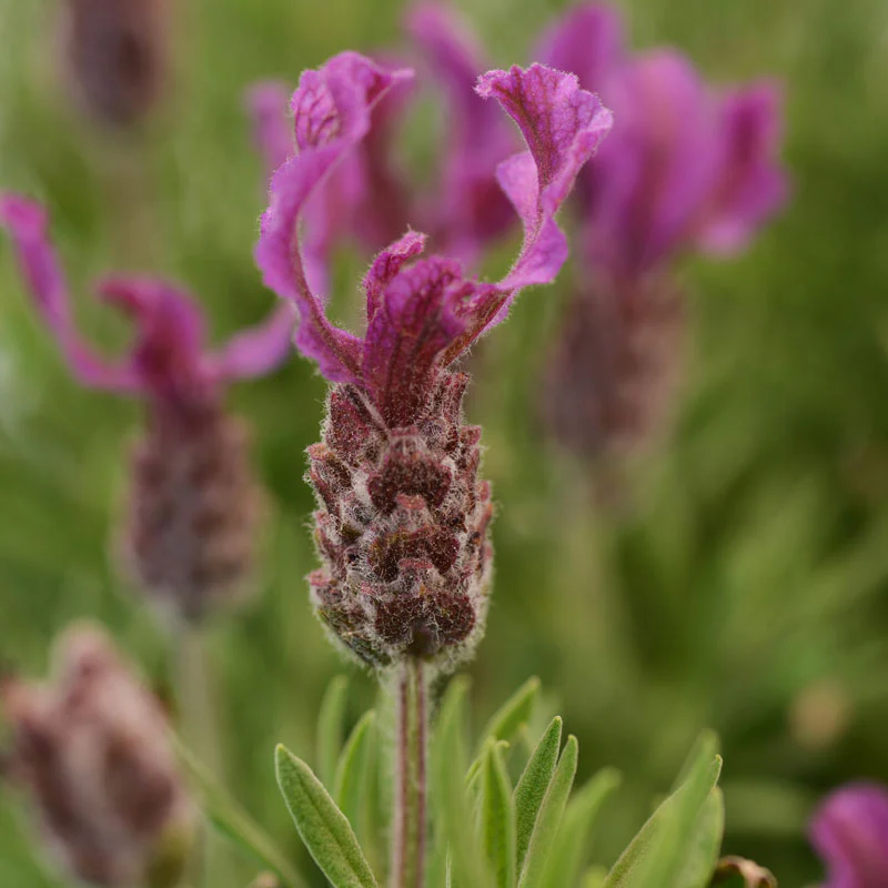 Anouk Deep Rose Spanish Lavender (Lavandula)