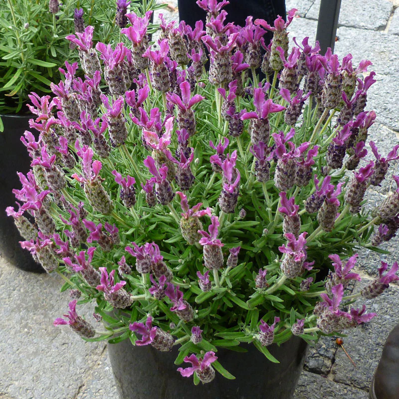 Anouk Deep Rose Spanish Lavender (Lavandula) - Image 2