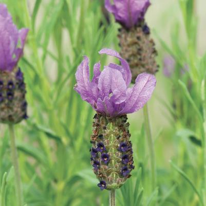 Anouk Spanish Lavender (Lavandula)
