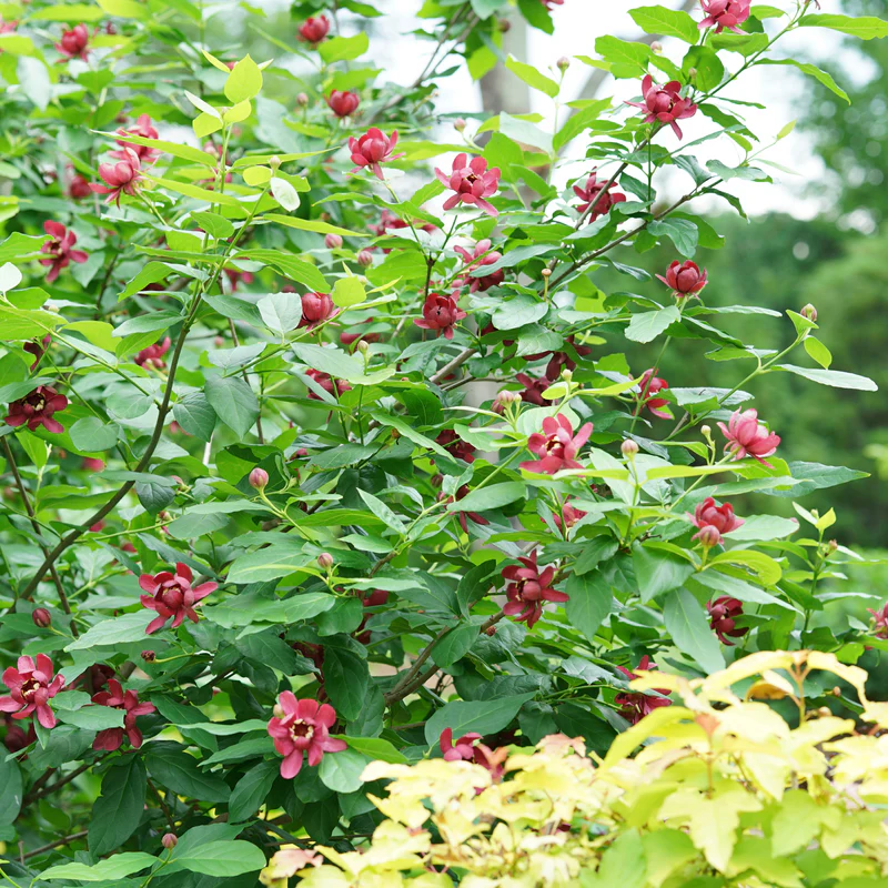'Aphrodite' Sweetshrub (Calycanthus) - Image 3