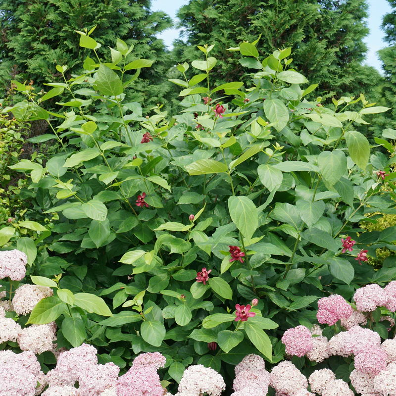 'Aphrodite' Sweetshrub (Calycanthus) - Image 5