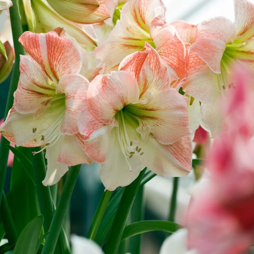 'Apple Blossom' Amaryllis Bulb