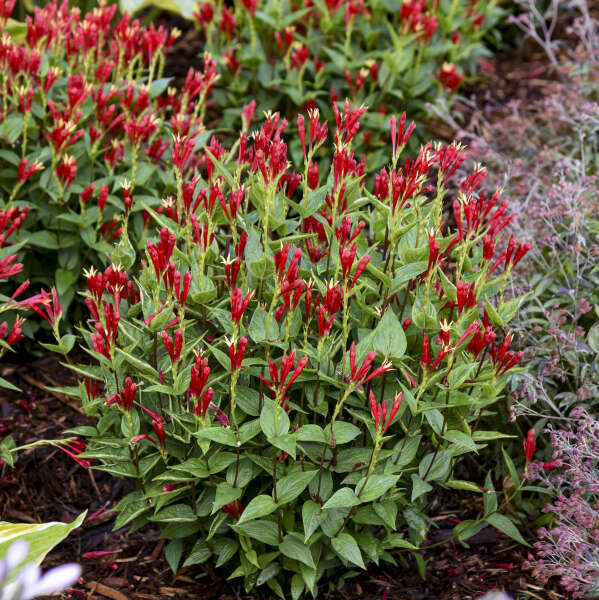 'Apple Slices' Spigelia