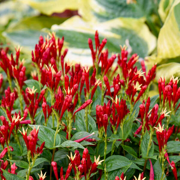 'Apple Slices' Spigelia - Image 2
