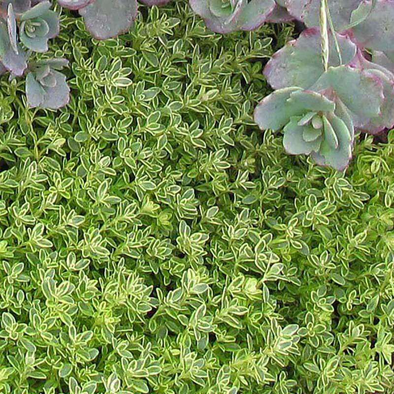 'Archer's Gold' Thyme