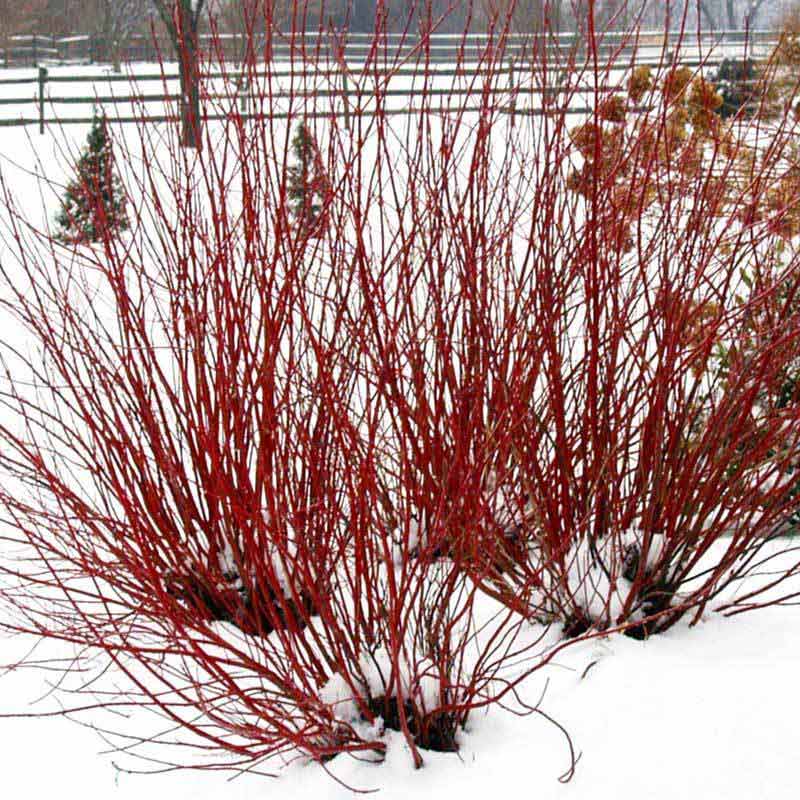 Arctic Fire® Red Red-Twig Dogwood (Cornus)