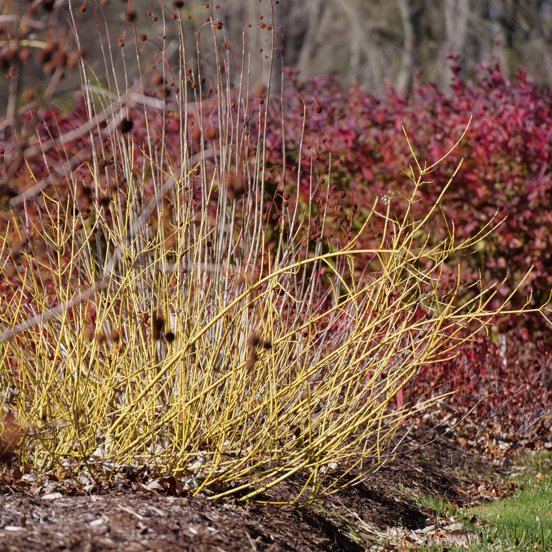 Arctic Fire® Yellow Red-Twig Dogwood (Cornus)