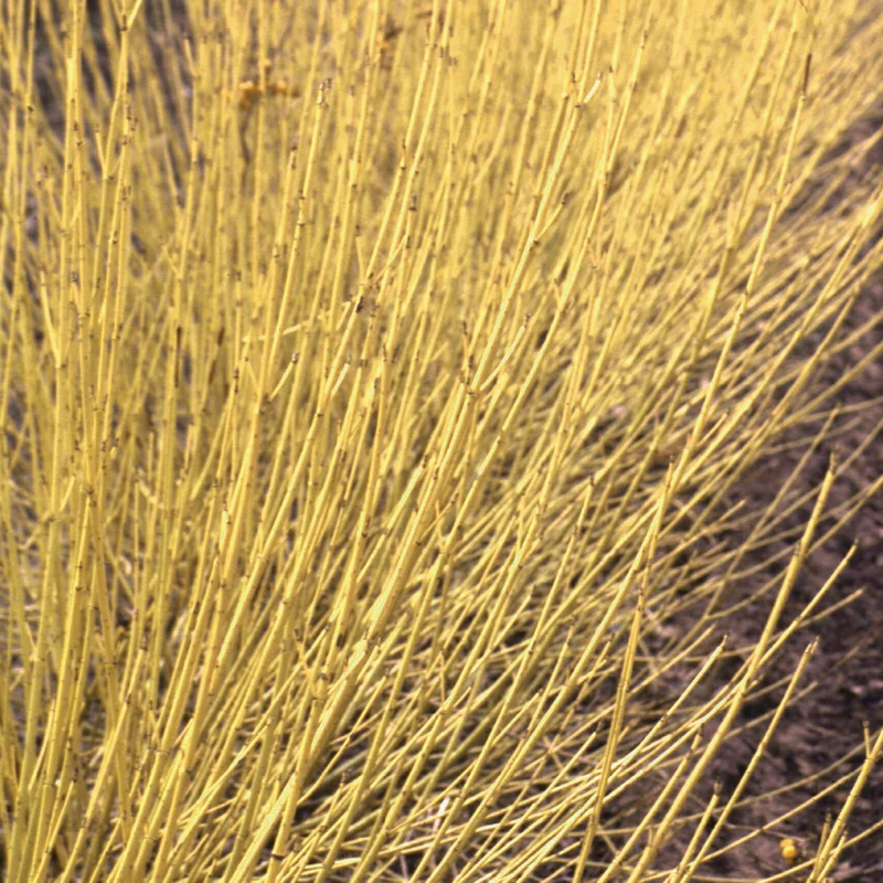 Arctic Fire® Yellow Red-Twig Dogwood (Cornus) - Image 4