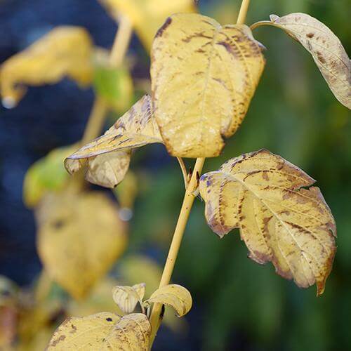 Arctic Fire® Yellow Red-Twig Dogwood (Cornus) - Image 5
