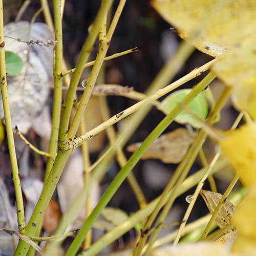 Arctic Fire® Yellow Red-Twig Dogwood (Cornus) - Image 6