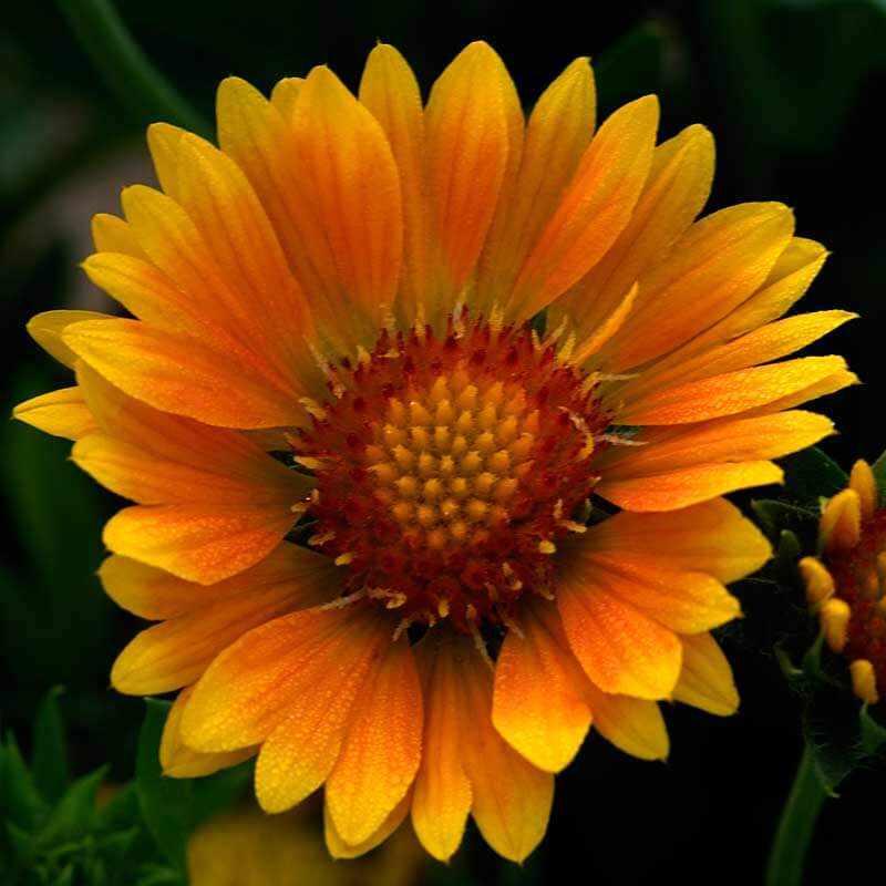 'Arizona Apricot' Blanket Flower (Gaillardia) - Image 4