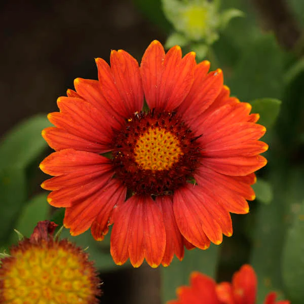 'Arizona Red Shades' Blanket Flower (Gaillardia) - Image 2