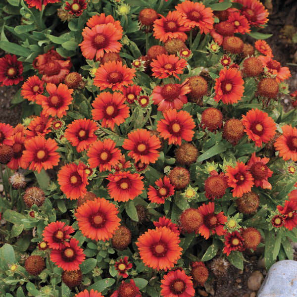 'Arizona Red Shades' Blanket Flower (Gaillardia) - Image 3