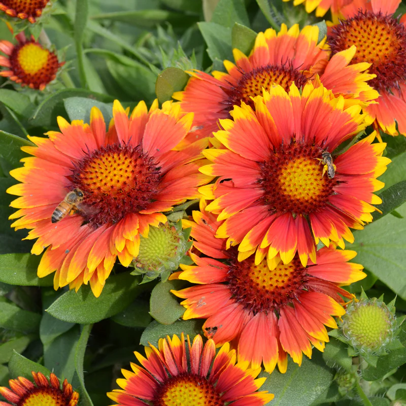 'Arizona Sun' Blanket Flower (Gaillardia)