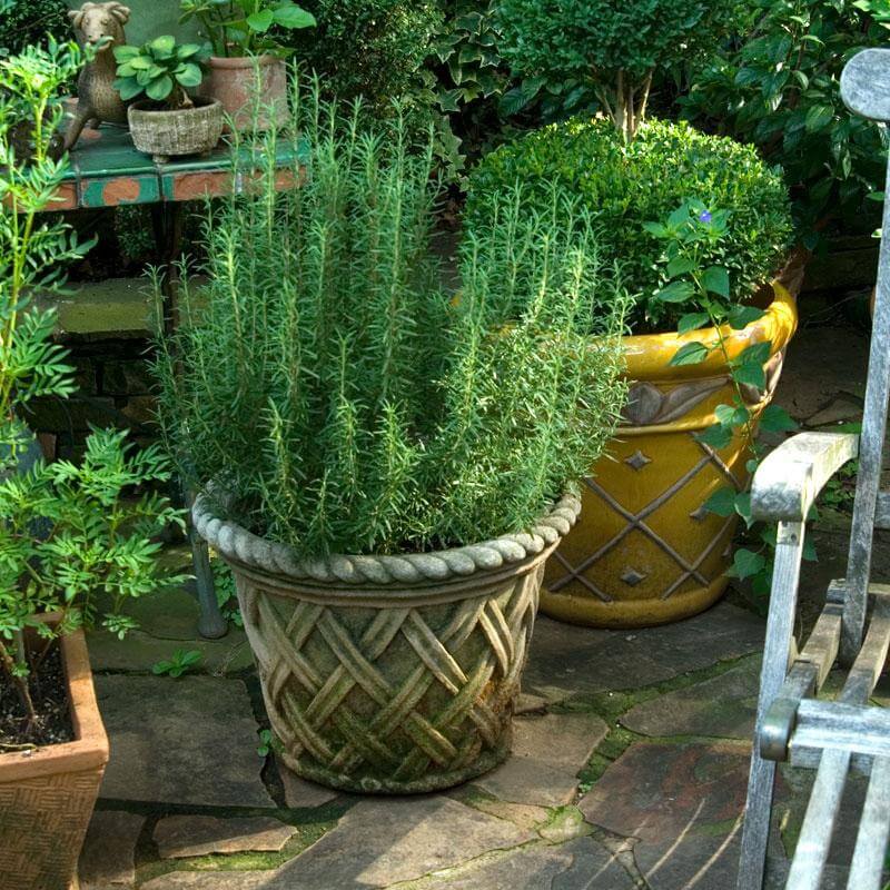 'Arp' Rosemary
