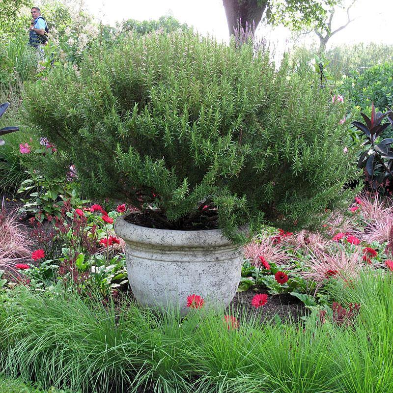 'Arp' Rosemary - Image 2