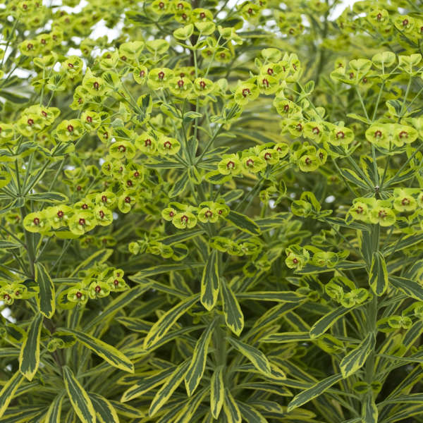 'Ascot Rainbow' Spurge (Euphorbia) - Image 2
