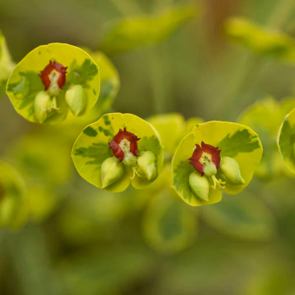 'Ascot Rainbow' Spurge (Euphorbia) - Image 4