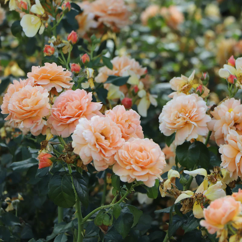 At Last® Rose - Image 5
