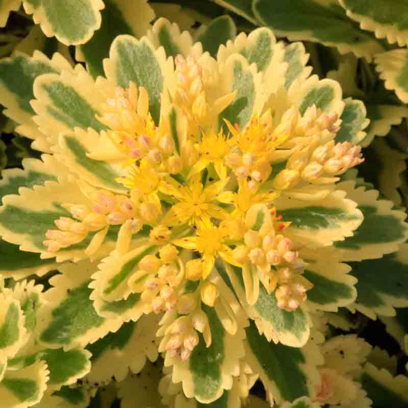 'Atlantis' Stonecrop - Image 3