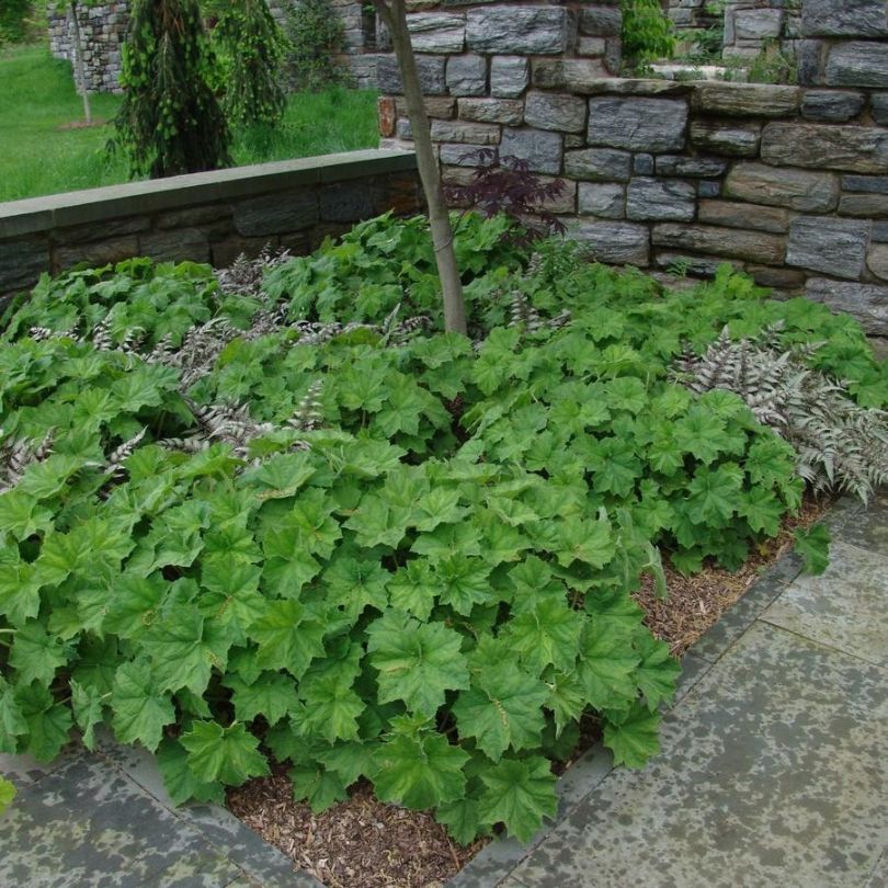 'Autumn Bride' Coral Bells (Heuchera) - Image 2