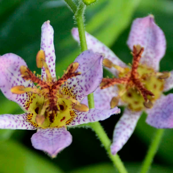 'Autumn Glow' Formosa Toad Lily (Tricyrtis)