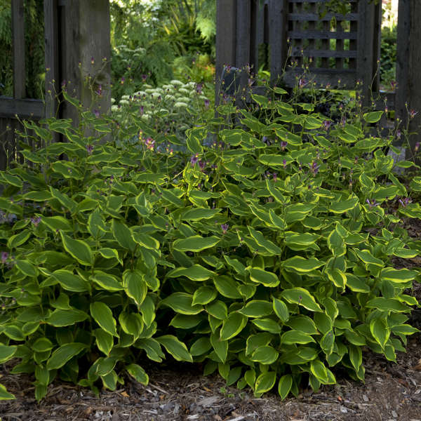 'Autumn Glow' Formosa Toad Lily (Tricyrtis) - Image 3