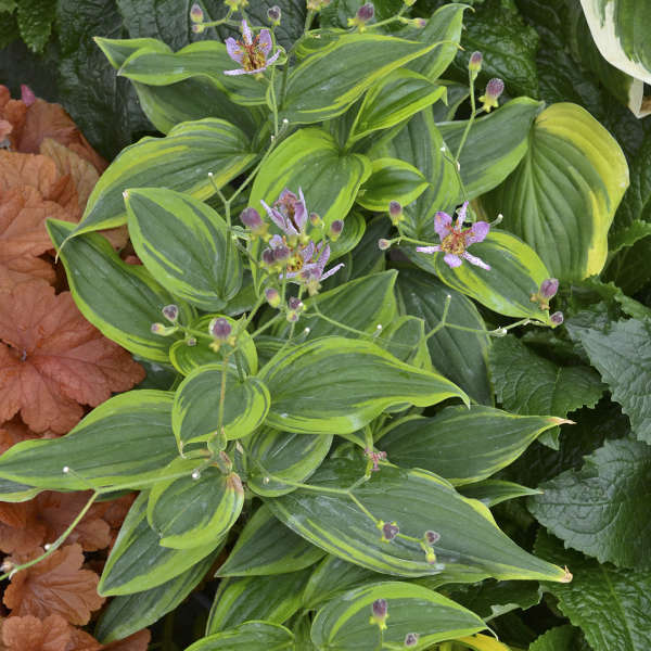 'Autumn Glow' Formosa Toad Lily (Tricyrtis) - Image 5