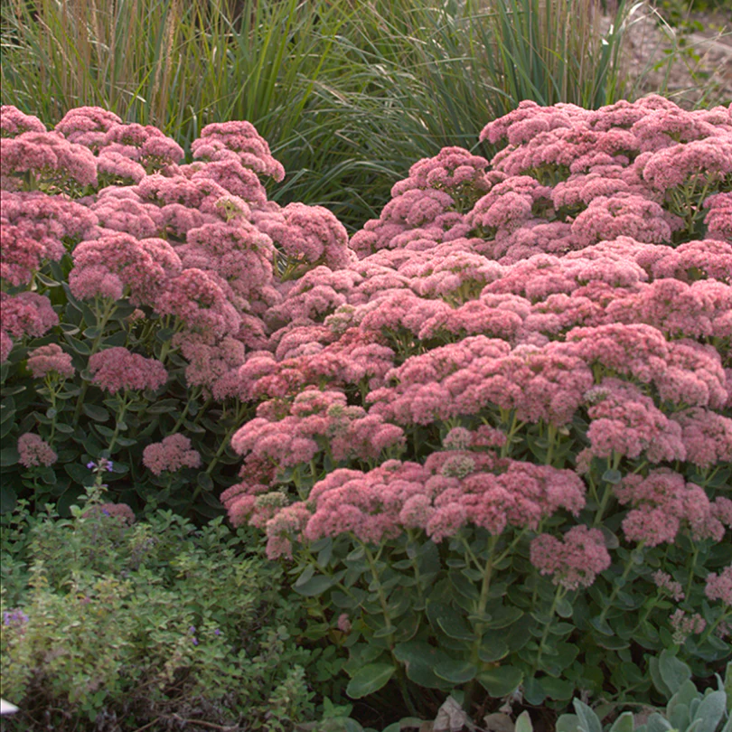 'Autumn Joy' Stonecrop (Sedum)